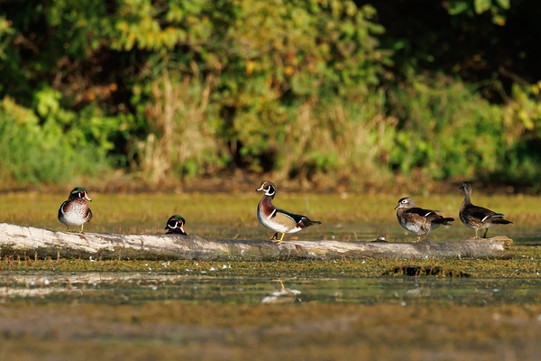0C5A2812 Wood Ducks Print