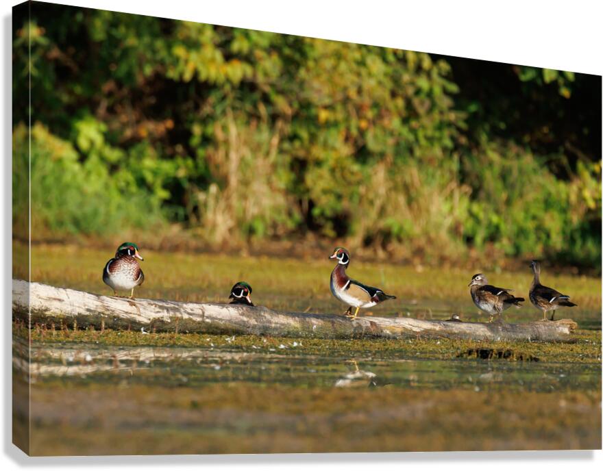 0C5A2812 Wood Ducks Canvas Print