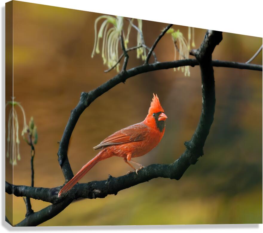 Crimson Watcher Canvas Print