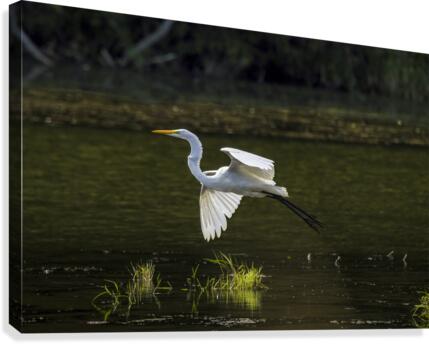 Soaring Gracefully  Canvas Print