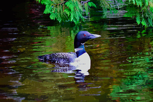 Red-Eyed Loon