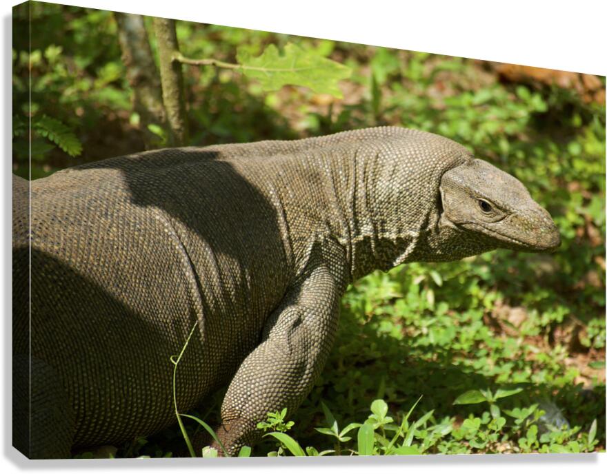 There Be Dragons Canvas Print