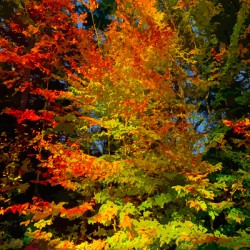 Fall Falls