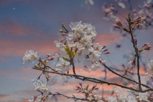Cherry Tree at Dusk