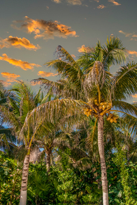 Coconut Palms in Late Afternoon Light