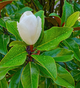 Dew on Magnolia Bud