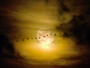 Flock of Geese Flying Across Full Moon