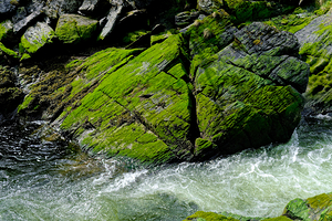 Green Moss on Rocks by Rapids