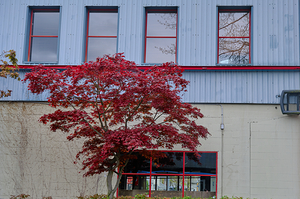 Japanese Maple Outside Commercial Building