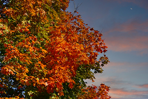 Orange and Green Under Dusk Skies