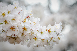 Pinkish White Cherry Blossoms