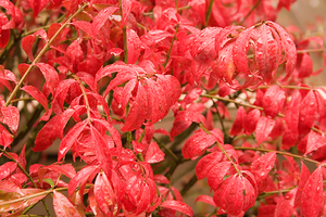 Red Leaves in Rain