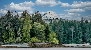 Trees on Shore of Alaska