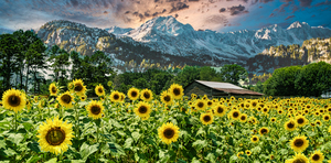 Sunflowers and Barn LuminarAI edit