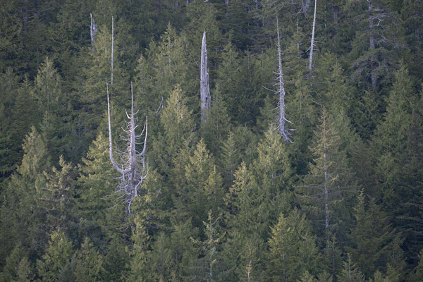 Bare Trees in Evergreens Print