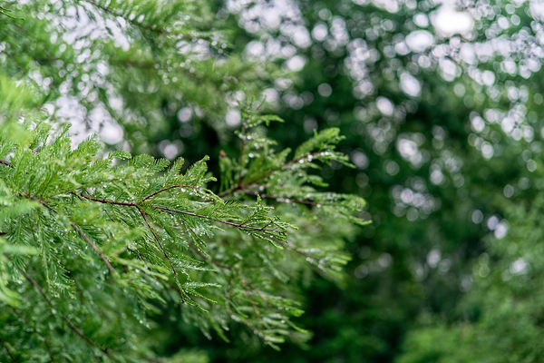 Dew on Evergreen Print