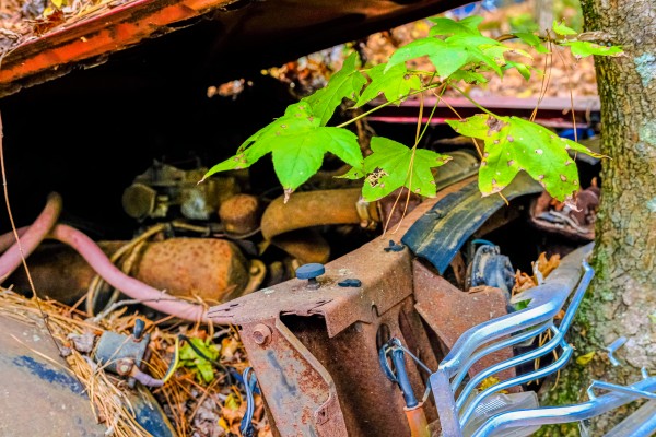 Tree Sprouting in Engine Print