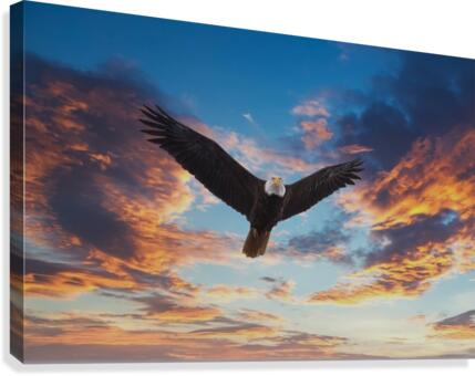 Bald Eagle Looking at Sunset Canvas Print