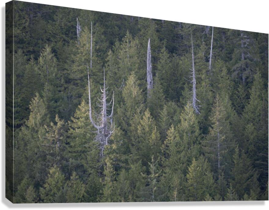 Bare Trees in Evergreens Canvas Print