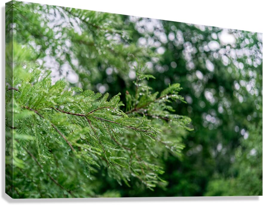 Dew on Evergreen Canvas Print