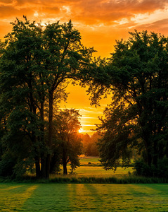 Sunset Through Forest Trees For anyone looking for peace and harmony. 