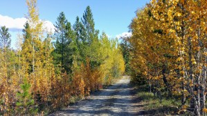 Fall colours 