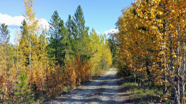Fall colours  Print