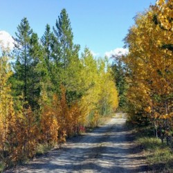 Fall colours 