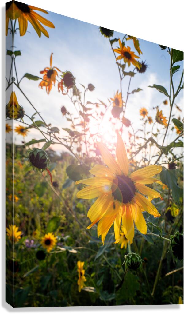 Bloom Canvas Print