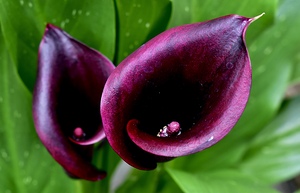 Color Purple