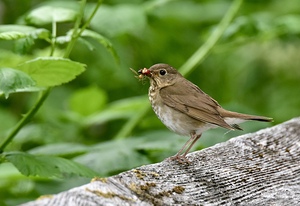 Feeding Time