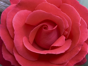 The Rose