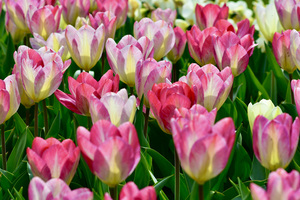 Sunshine Tulips