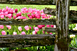 Tulip Garden