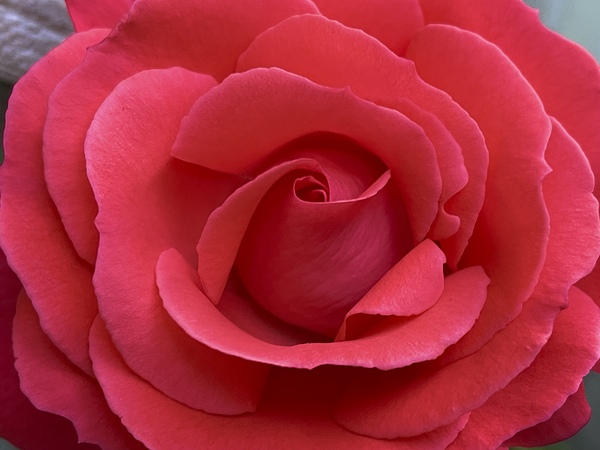 The Rose Print