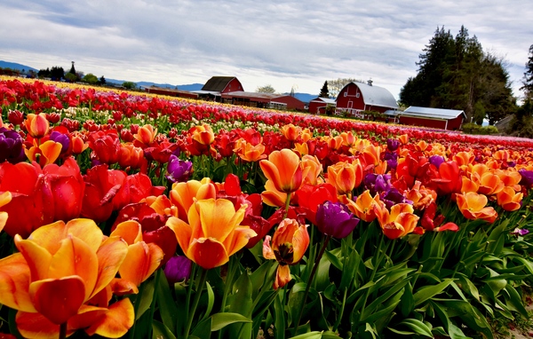 Field of Glory  Print