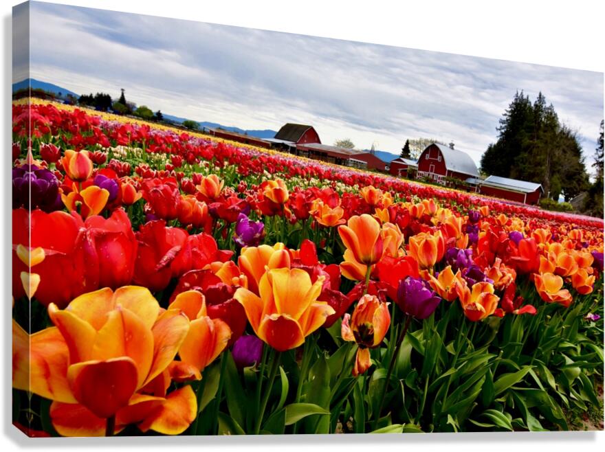 Field of Glory  Canvas Print