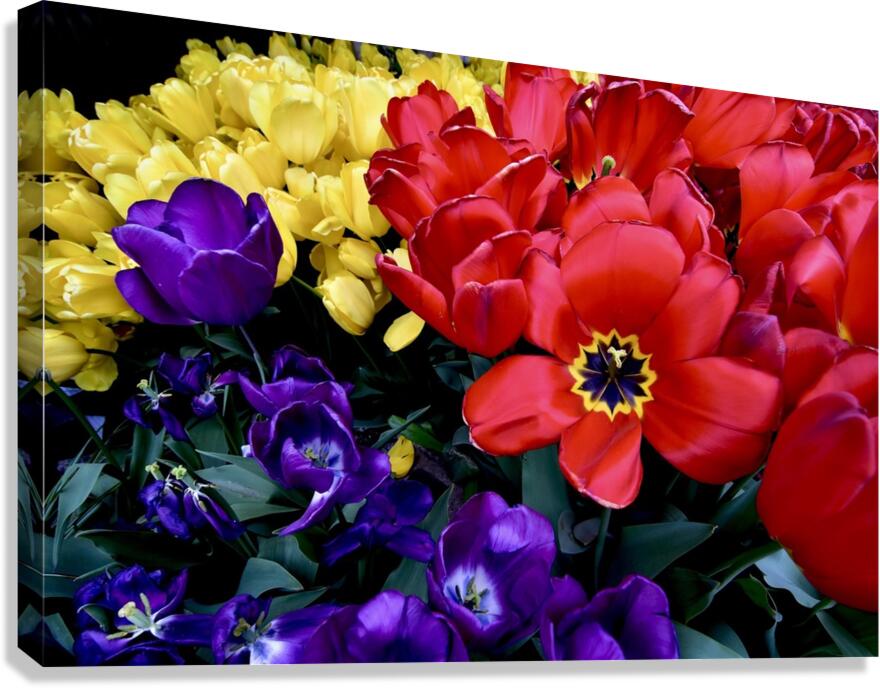 Black Eye Canvas Print