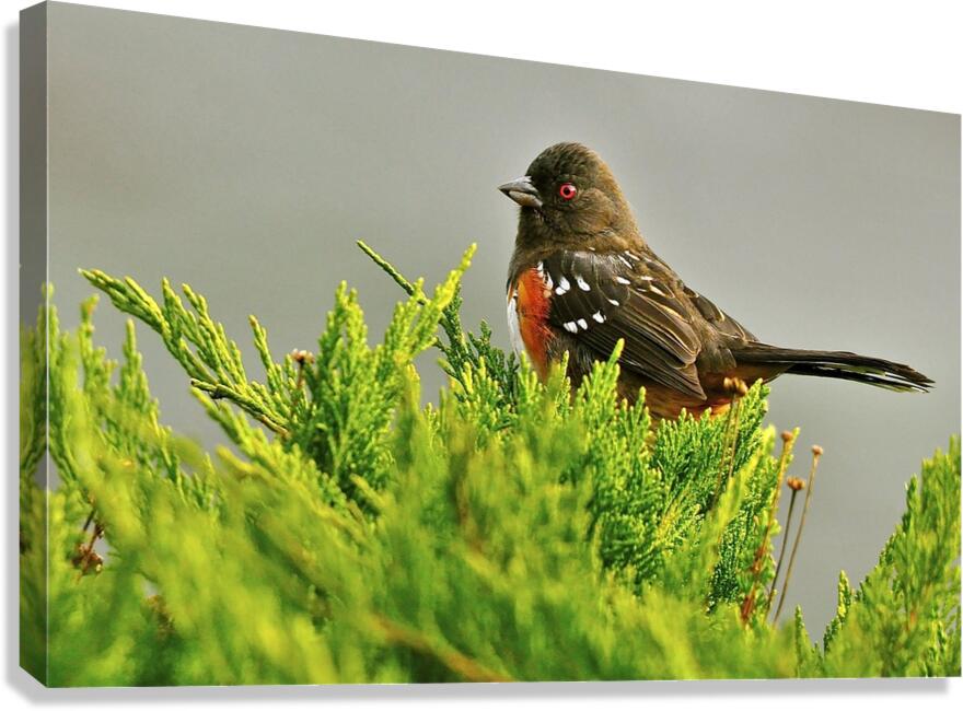 Red Eye Canvas Print