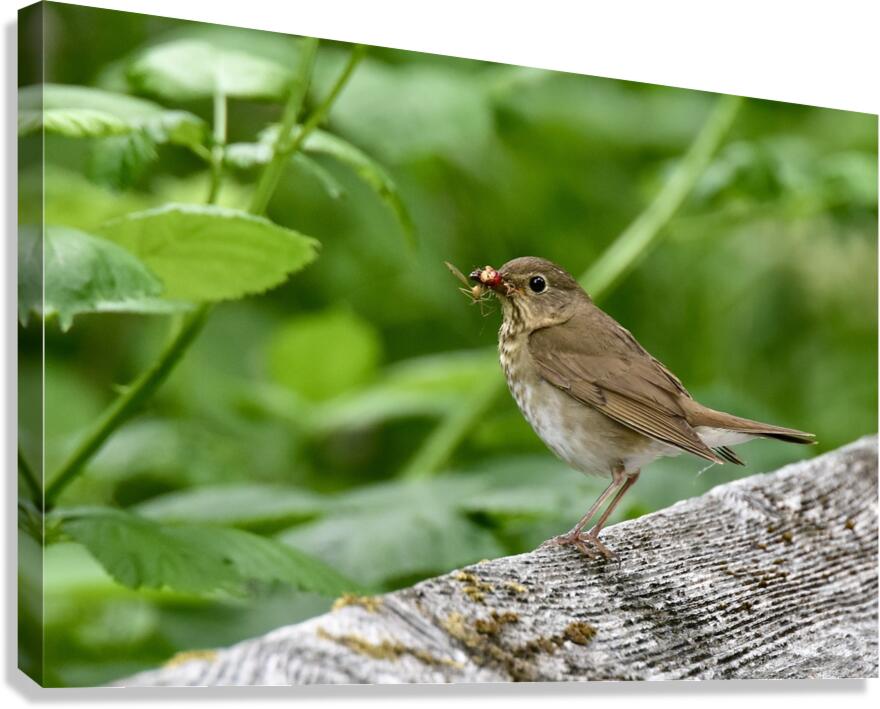 Feeding Time Canvas Print