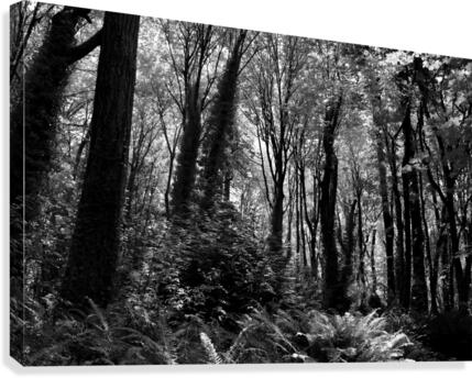 Forbidden Forest Canvas Print