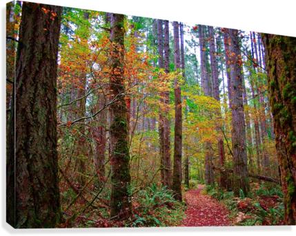 Fall Forest Pathway Canvas Print