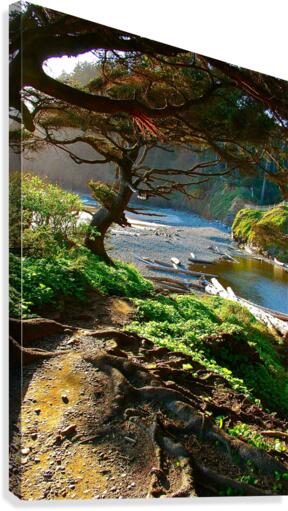 Beachside Pathway Canvas Print