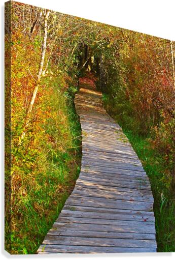 Covered Pathway Canvas Print