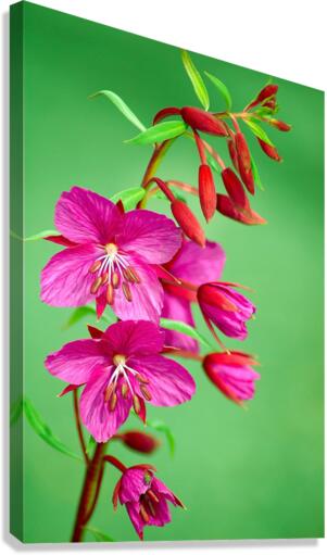 Wild Flowers Canvas Print