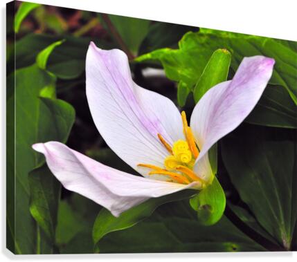 Flower Works Canvas Print