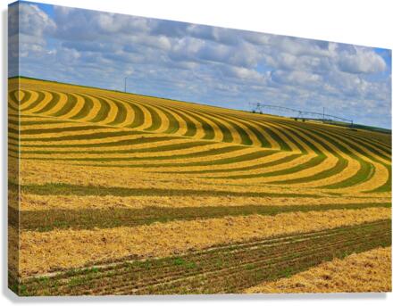 Crop Circles Canvas Print