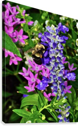 Bumblebee  Canvas Print