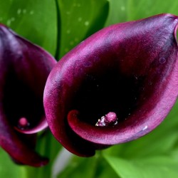 Color Purple