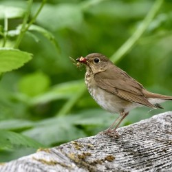 Feeding Time
